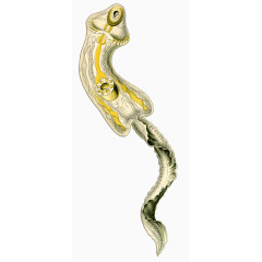 海洋生物