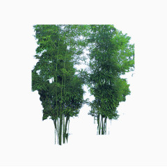 粉单竹林