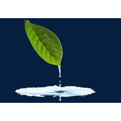 滴水绿叶