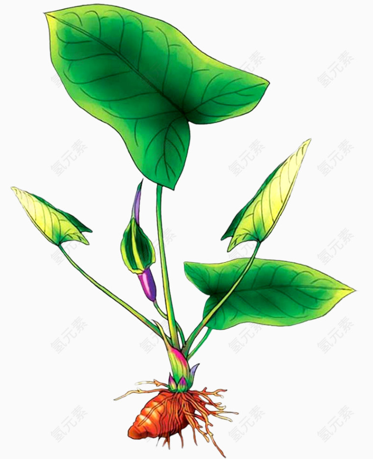 盆栽植物