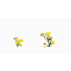 小黄花