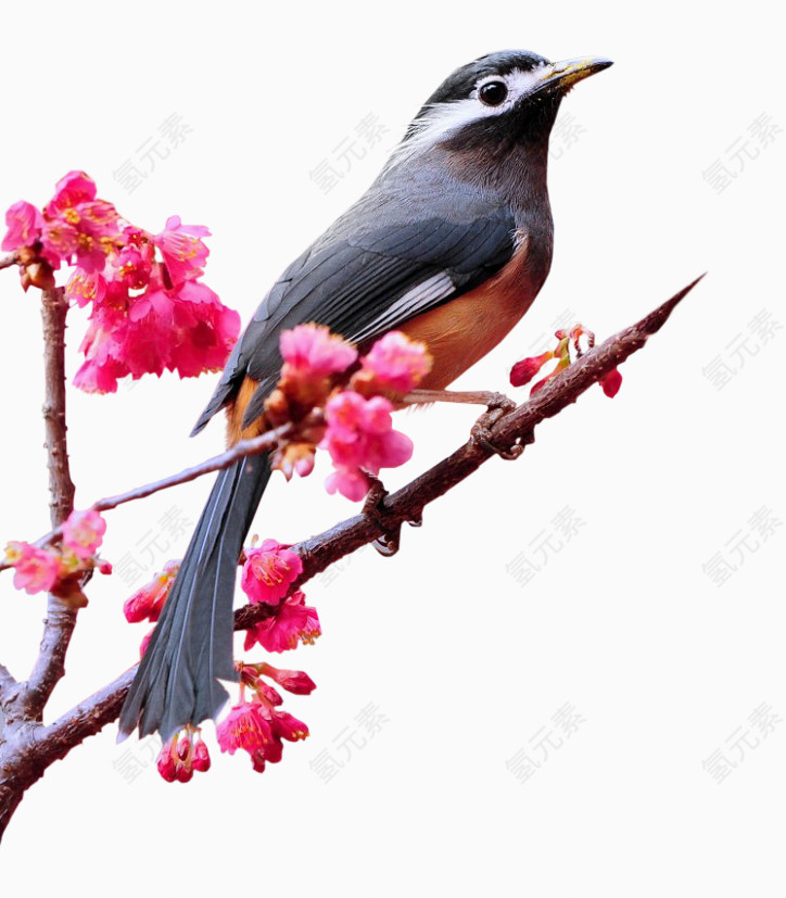 卡通手绘花鸟
