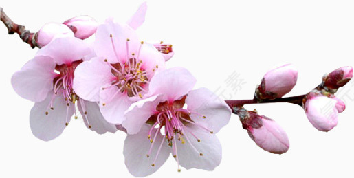 花草插画花草背景素材
