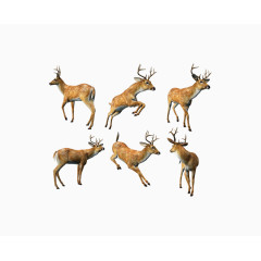 梅花鹿的6个动态