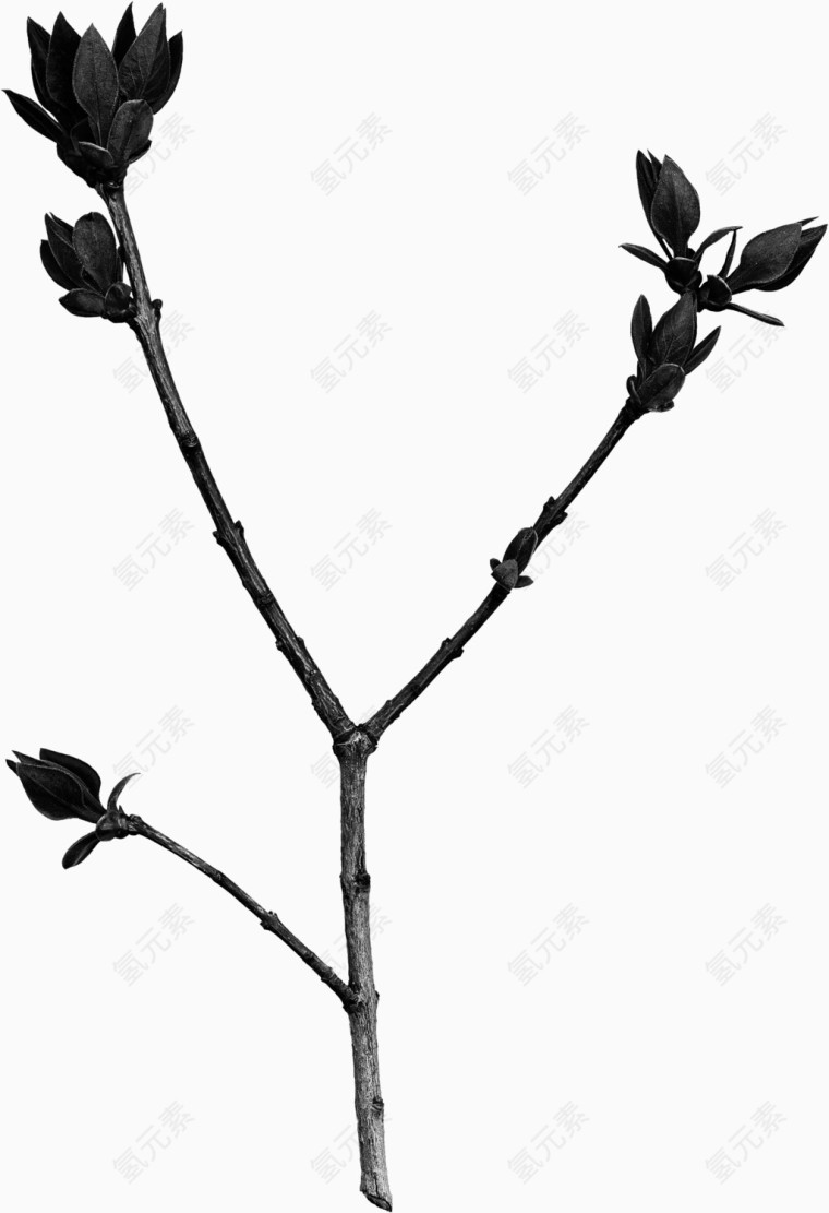 黑色漂亮枝叶