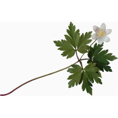 树枝png免费下载