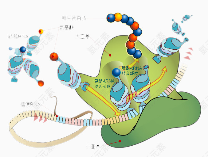 人体消化系统结构图