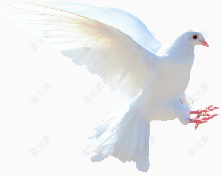 飞翔的白鸽