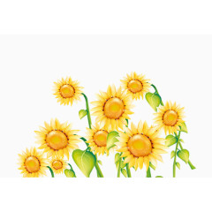 卡通向日葵