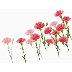 彩绘康乃馨花丛