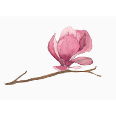 卡通手绘木棉花