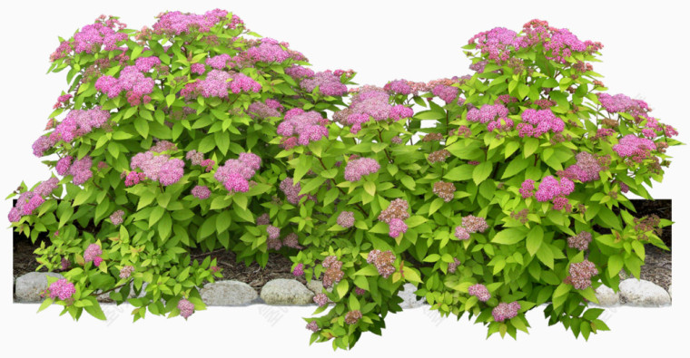 绿叶白花植物清新