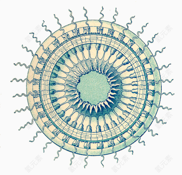 海洋生物