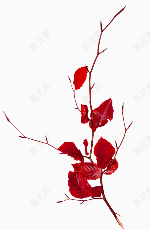效果元素  花卉