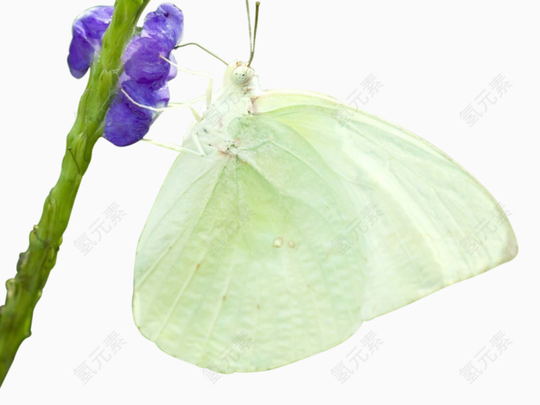 蝴蝶与花