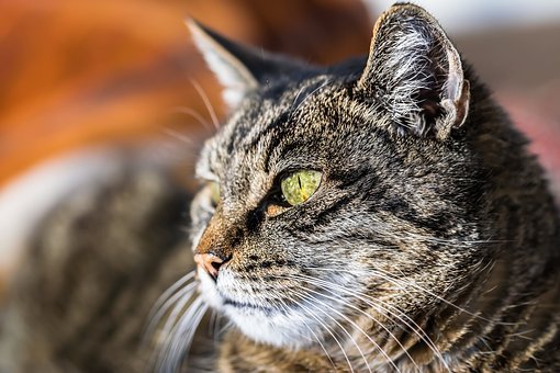 动物,猫,宠物,毛皮,关闭,猫的眼睛,免費的照片,免费图片