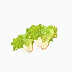 小清新简约水彩手绘绿色生菜