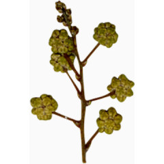 精美压花干花黄色花朵花枝