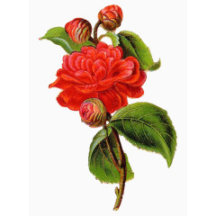 简约旧插画花鲜花玫瑰花