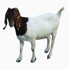 羊动物免抠PNG图片