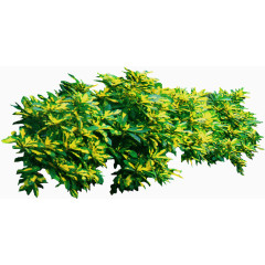 绿色植物背景树木图片