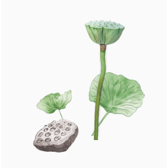 手绘莲蓬荷花