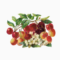 手绘水果小樱桃