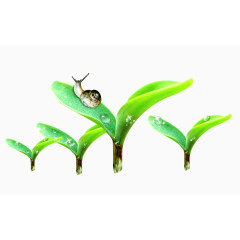 刚发芽的绿叶 小草 蜗牛