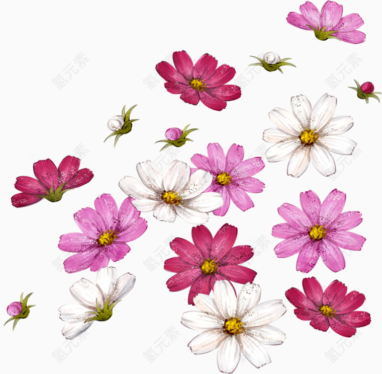 秋英波斯菊