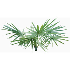 绿叶长长的绿叶夏季