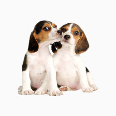 狗狗免抠亲密素材