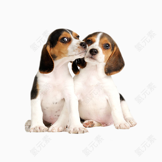 狗狗免抠亲密素材