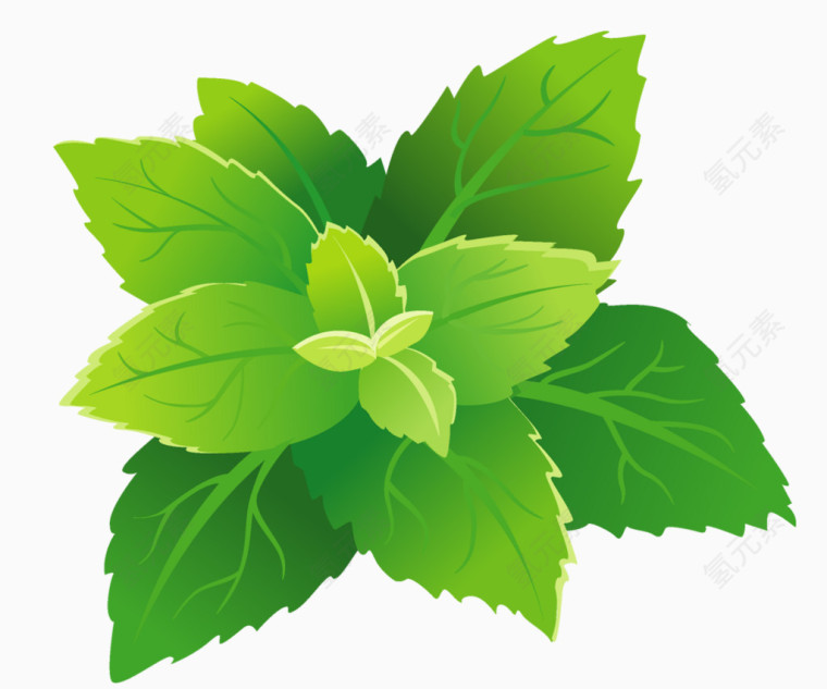 彩绘茶叶绿叶