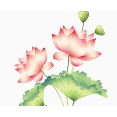  荷花免抠图素材中秋节