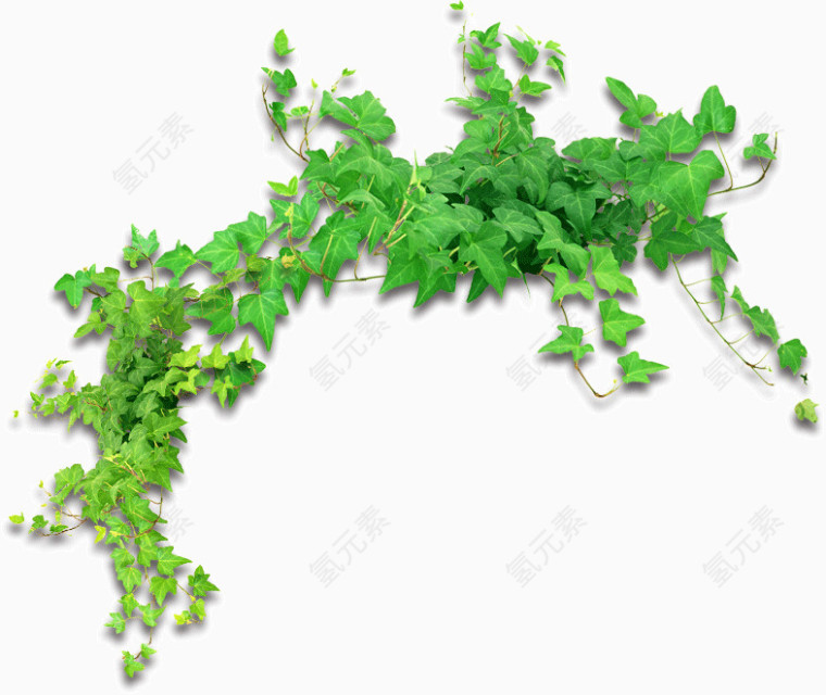 藤蔓植物装饰