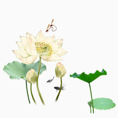 莲花莲子荷叶元素