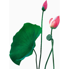 效果元素  花卉