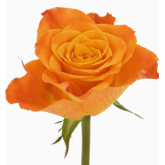 ps花卉素材手绘装饰图片