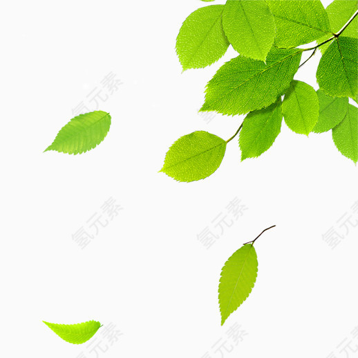 高清孔雀叶子