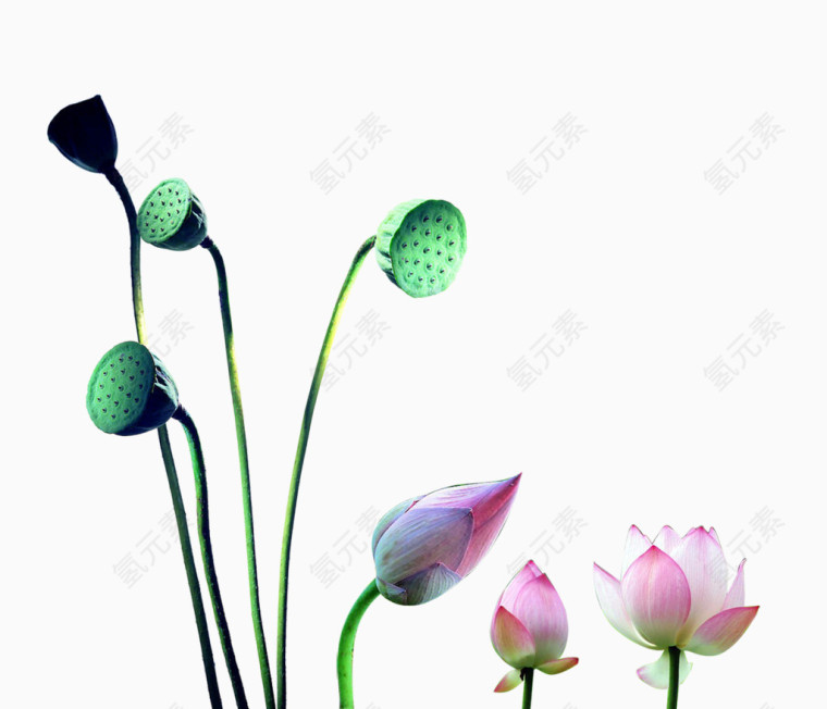 莲蓬与荷苞