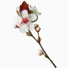 花儿盛开PNG免抠图素材