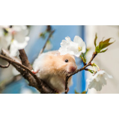 矢量圣诞装饰图