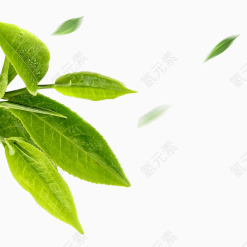 绿色茶叶