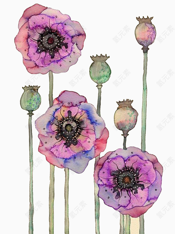 紫色罂粟花素材背景