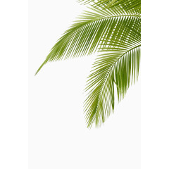 卡通手绘椰子树叶