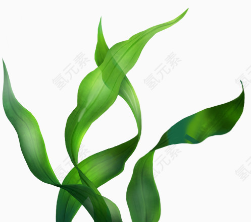 海藻