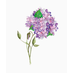 手绘水墨紫色花朵植物