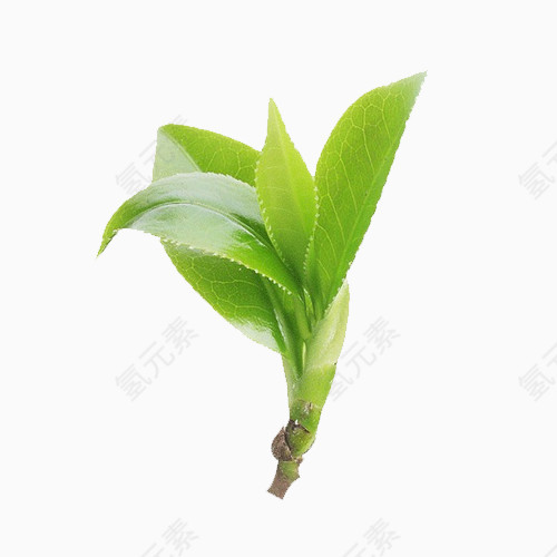 绿色植物