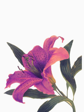 百合花