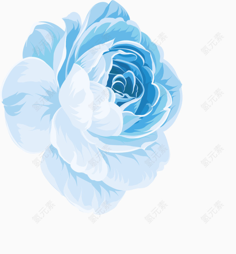 蓝色绽放蔷薇花